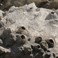 amphibalanus_improisus3MD (Amphibalanus improvisus)