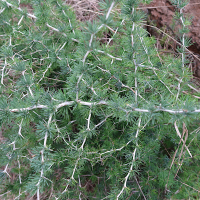 Asparagus albus (Asperge blanche)