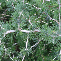 asparagus_albus3md (Asparagus albus)