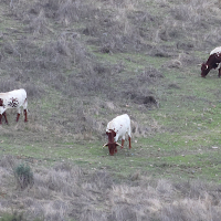 Bos taurus (24) (Vache race Mertolenga)