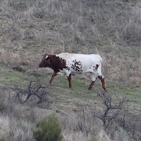 bos_taurus_mertolenga2bd (Bos taurus (24))