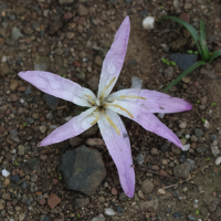 Colchicum filifolium (Colchique à feuilles filiformes, Mérandère à feuilles filiformes)