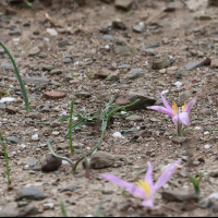 colchicum_filifolium2md (Colchicum filifolium)