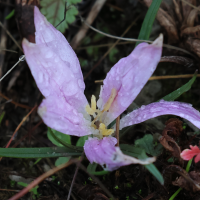 colchicum_filifolium3md (Colchicum filifolium)