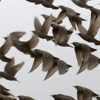 etourneau_sansonnet_-_sturnus_vulgaris10bd (Sturnus vulgaris)