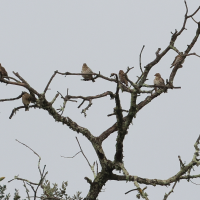 moineau_soulcie_-_petronia_petronia2md (Petronia petronia)