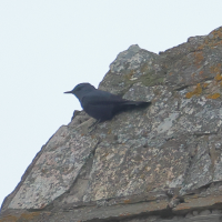 monticole_bleu_-_monticola_solitarius5md (Monticola solitarius)