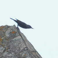 monticole_bleu_-_monticola_solitarius6md (Monticola solitarius)