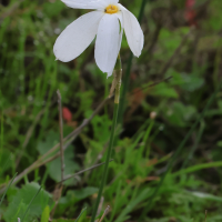 narcissus_serotinus (Narcissus serotinus)