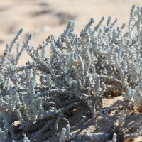 achillea_maritima7md (Achillea maritima)