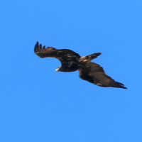 aigle_iberique_-_aquila_adalberti4bd (Aquila adalberti)