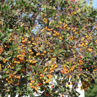 Arbutus unedo (Arbousier commun)