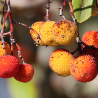 arbutus_unedo4md (Arbutus unedo)