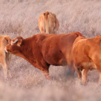 Bos taurus (25) (Vache race Alentejana)