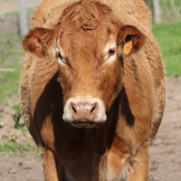 bos_taurus_alentejana2md (Bos taurus (25))