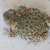bufo_calamita6md (Bufo calamita)