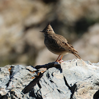 cochevis_huppe_-_galerida_cristata9md (Galerida cristata)