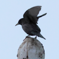 etourneau_unicolore_-_sturnus_unicolor5bd (Sturnus unicolor)