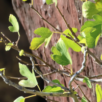 ficus_carica11md (Ficus carica)