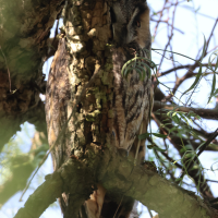 hibou_moyen-duc_-_asio_otus3md (Asio otus)