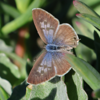 leptotes_pirithous6md (Leptotes pirithous)