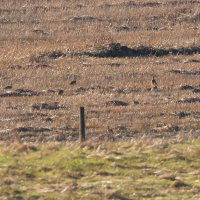 outarde_canepetiere_-_tetrax_tetrax6md (Tetrax tetrax)