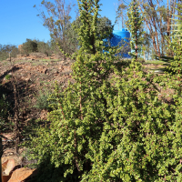 Portulacaria afra (Pourpier en arbre)