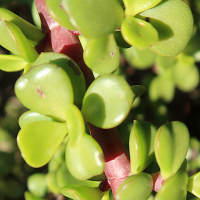 portulacaria_afra2md (Portulacaria afra)