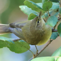 Phylloscopus collybita (Pouillot véloce)
