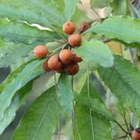 Pittosporum undulatum (Pittospore ondulé)