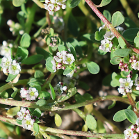 Corrigiola litoralis ssp perez-larae (Corrigiole des livres)