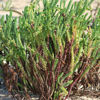 euphorbia_paralias7md (Euphorbia paralias)