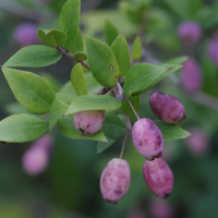 myrtus_communis8md (Myrtus communis)