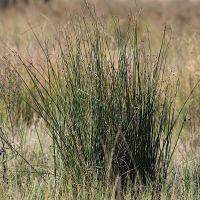 scirpioides_holoschoenus1md (Scirpoides holoschoenus)