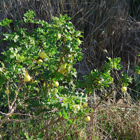 solanum_linnaeanum1md (Solanum linnaeanum)