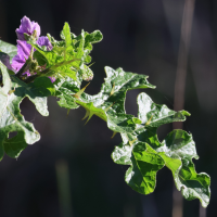 solanum_linnaeanum2md (Solanum linnaeanum)