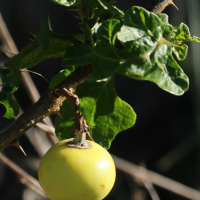 solanum_linnaeanum3md (Solanum linnaeanum)