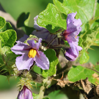 solanum_linnaeanum4md (Solanum linnaeanum)