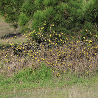 solanum_linnaeanum5md (Solanum linnaeanum)