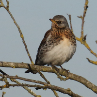 grive_litorne_-_turdus_pilaris8bd (Turdus pilaris)