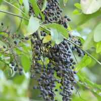 ligustrum_lucidum3md (Ligustrum lucidum)