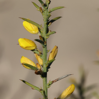ulex_parviflorus3md (Ulex parviflorus)