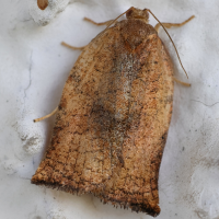 Archips podana (Tordeuse de l'osier, Tordeuse des fruits)