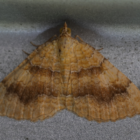 camptogramma_bilineata7MD (Camptogramma bilineata)