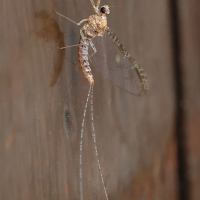 Cloeon dipterum (Éphémère)