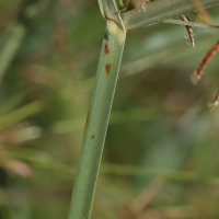 cyperus_longus2md (Cyperus longus)
