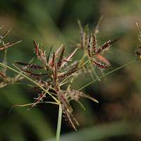 cyperus_longus4md (Cyperus longus)