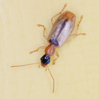 demetrias_atricapillus3md (Demetrias atricapillus)