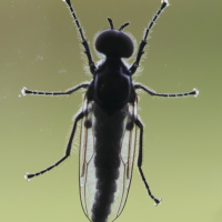 dilophus_febrilis8md (Dilophus febrilis)