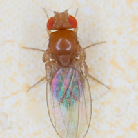 drosophila_sp2md (Drosophila sp.)